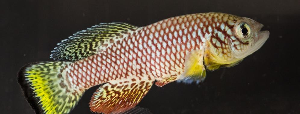 Nothobranchius furzeri